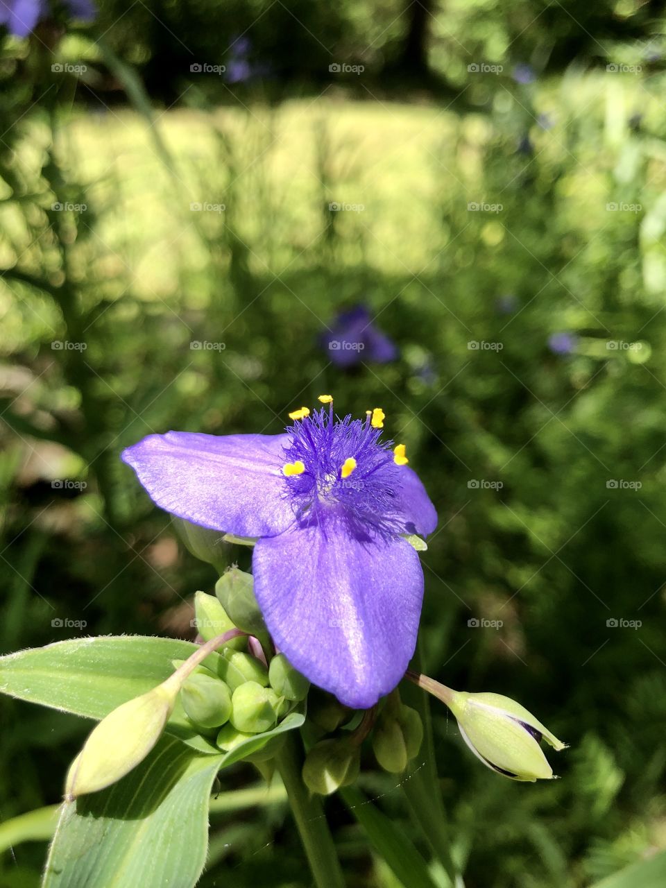 Purple spiderwort 