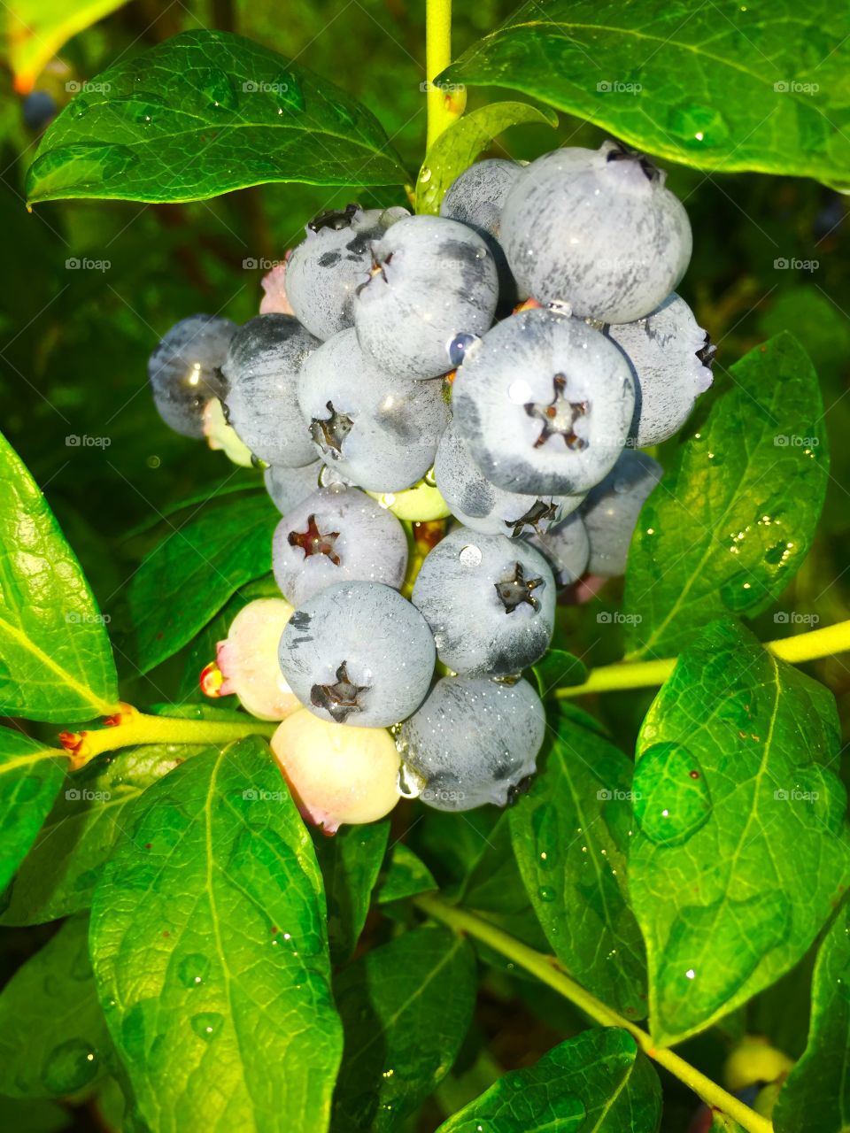 Blueberry picking in New England 