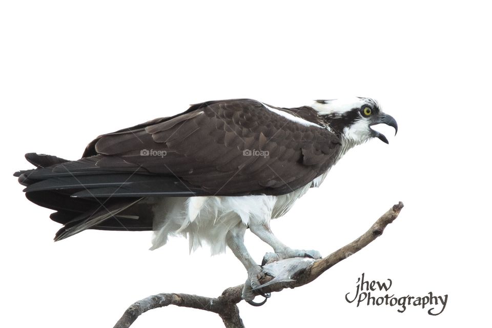 Osprey with dinner