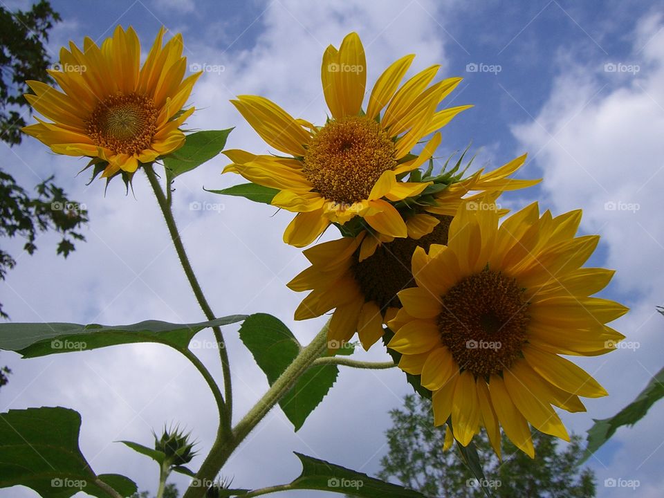 Nature, Flora, Sunflower, Flower, Summer