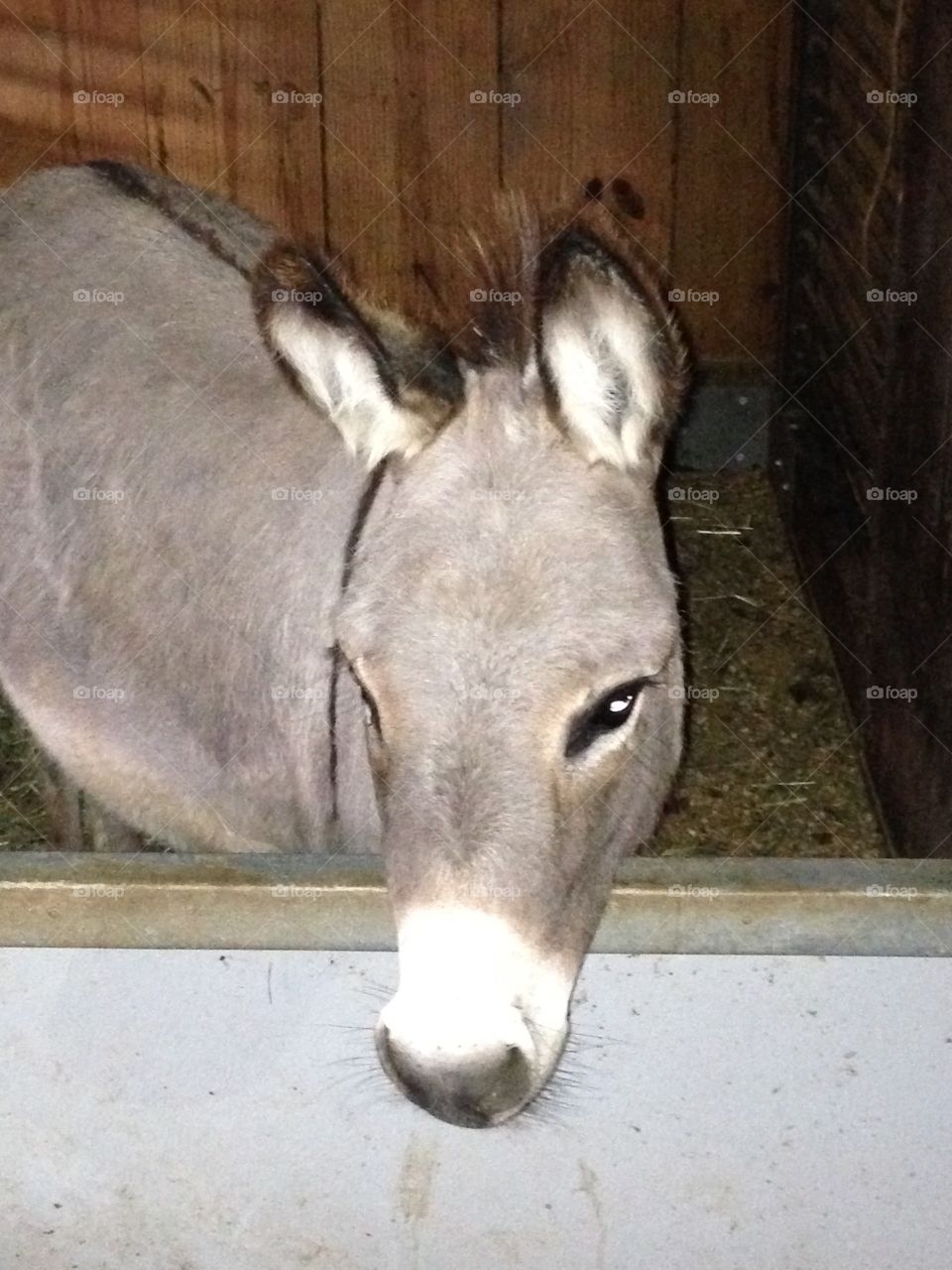 Donkey/mule