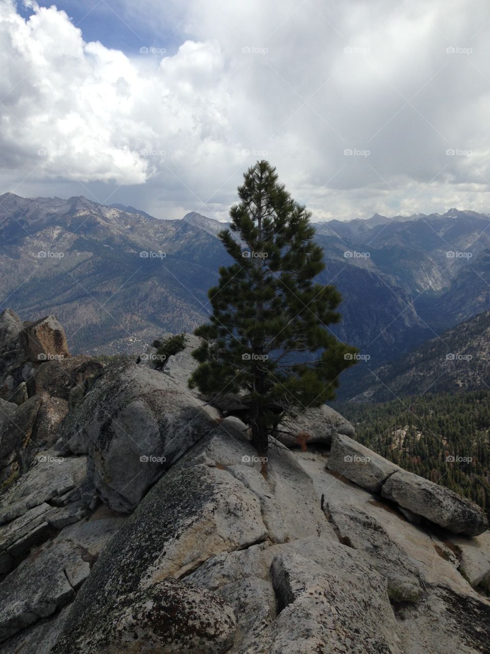 Lone Pine Tree. Pine tree, Lookout Peak, Sequoia National Park