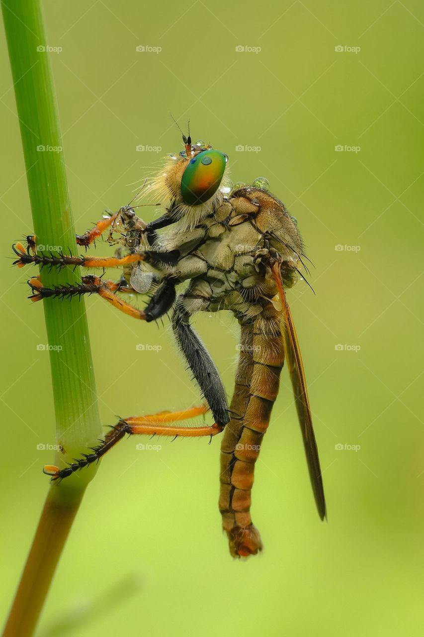 Breakfast for Rainbow Robberfly