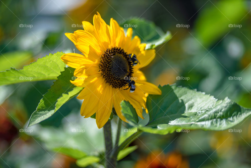 sunflowers bees and bumblebees