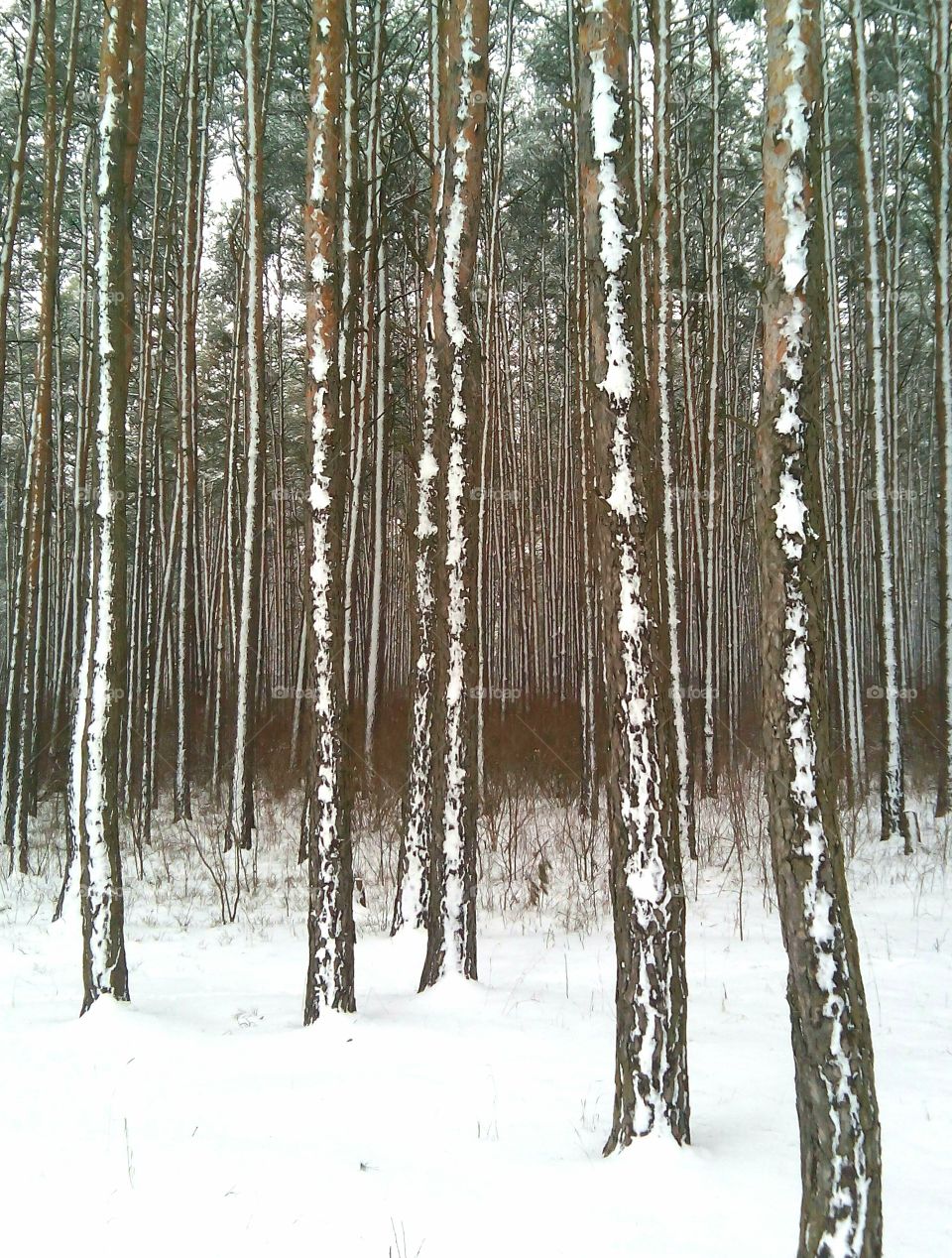 Wood, Snow, Winter, Tree, Frost