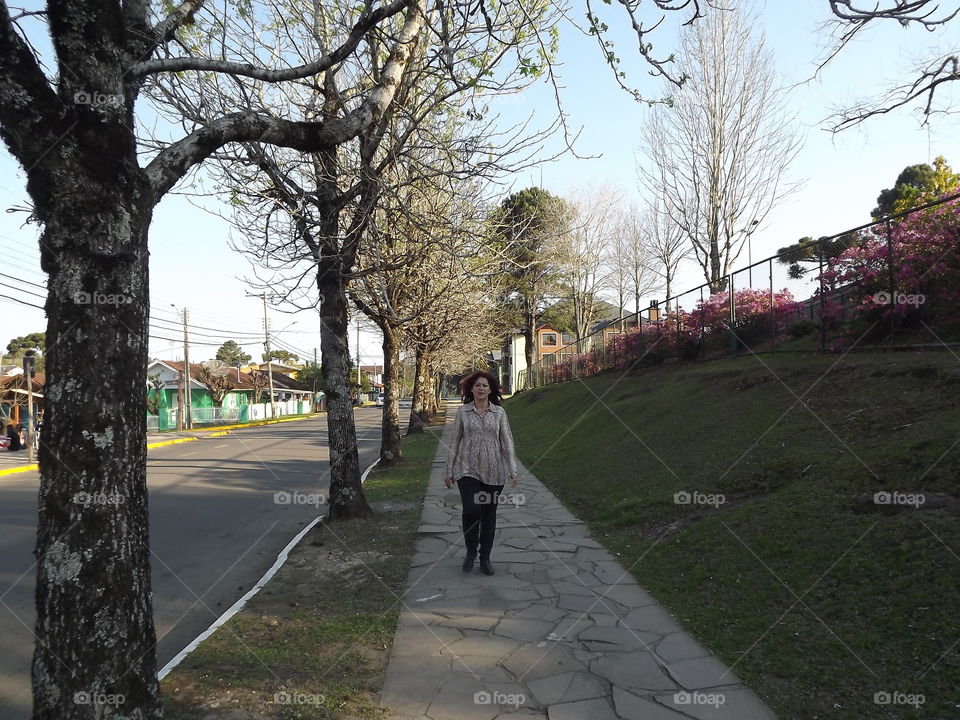 Tree, Landscape, Road, Park, Environment