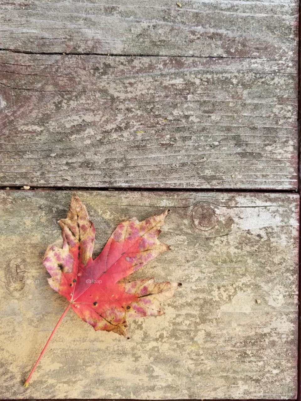 fall leaf on wood table