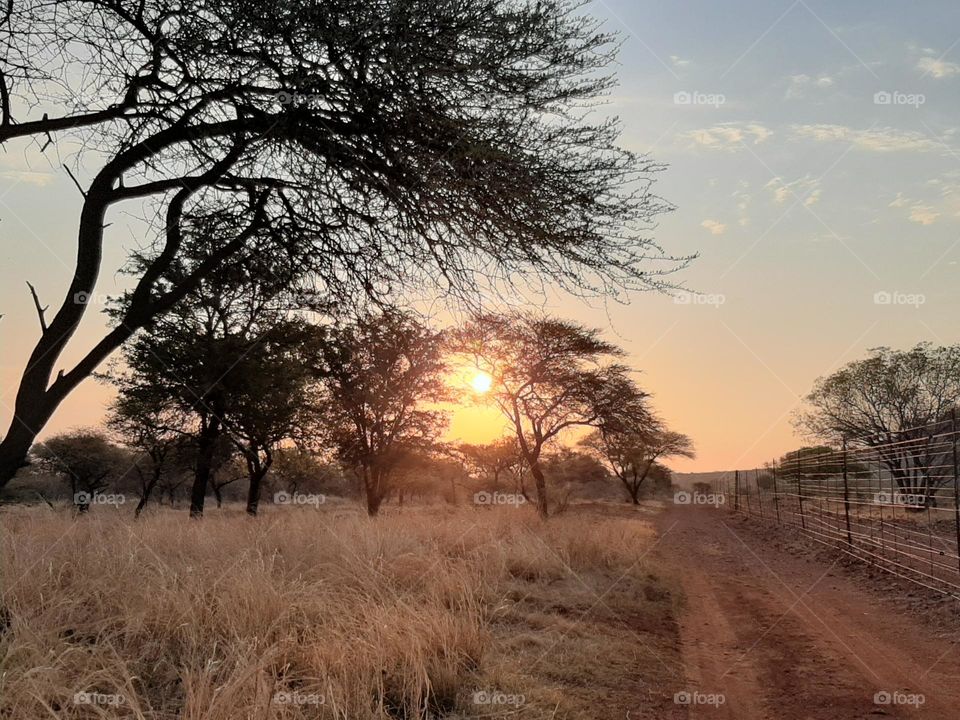 Bushveld sunset