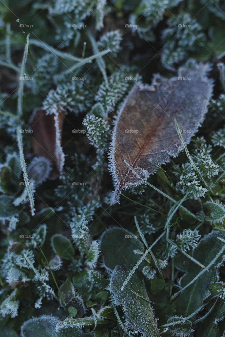 Frosty Marvels, nature’s icy artistry 