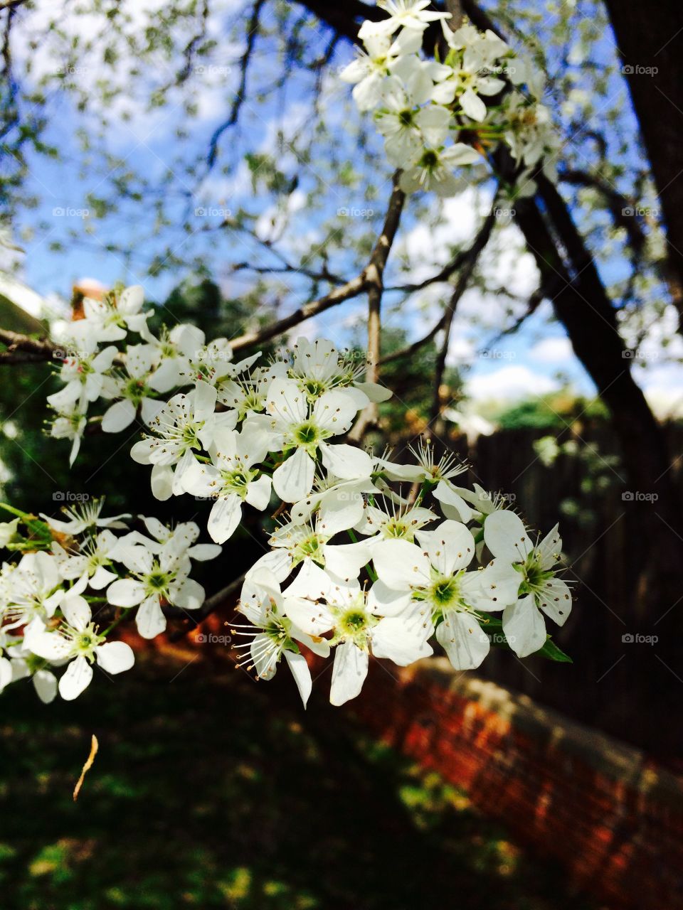 Bradford Pear Tree in bloom. I love this tree in my backyard. It's so beautiful in the springtime when it blooms. It looks like it's snow covered.