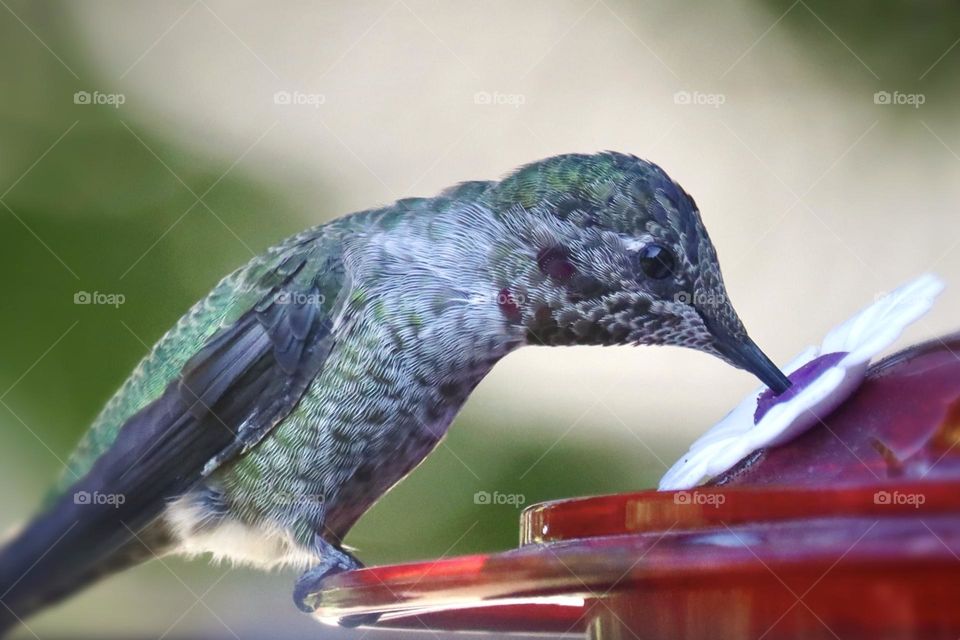 A Rufus hummingbird takes sweet nectar from a feeder while resting in a backyard garden