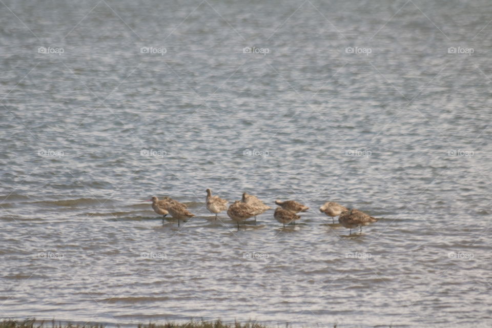 Snowy Plovers in the bay