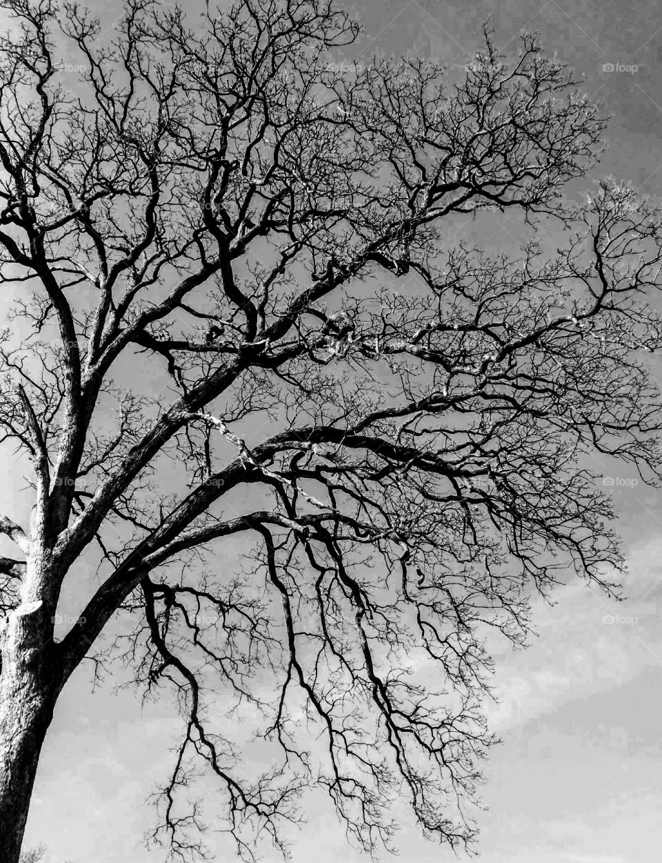 Silhouette of bare tree