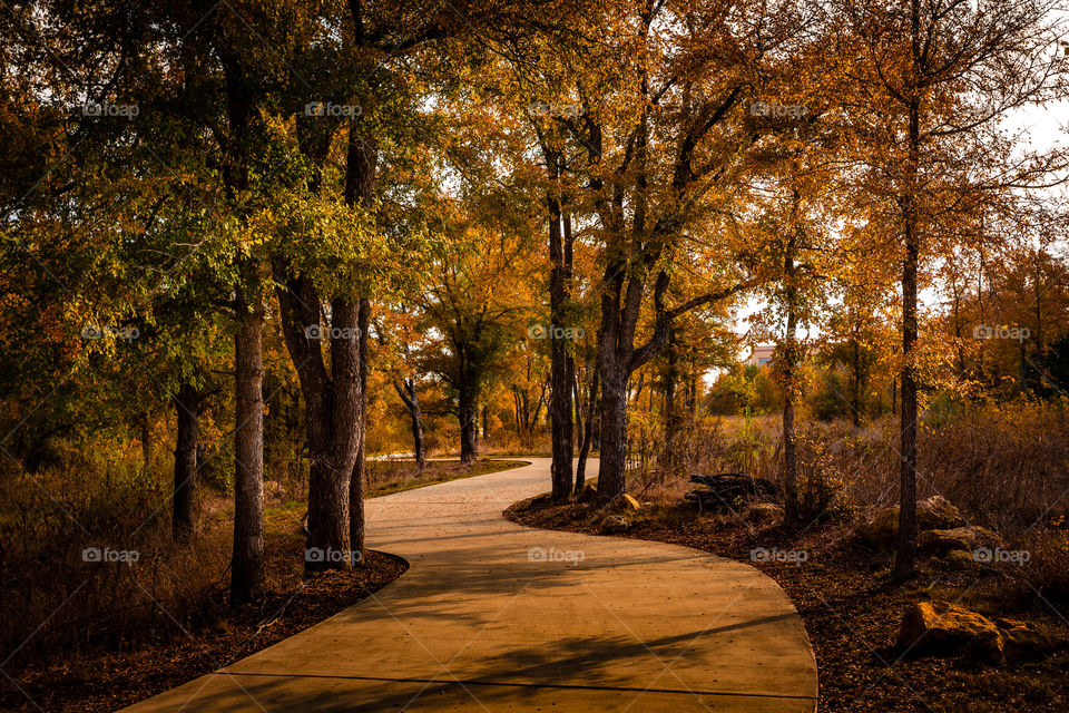 A pathway winds through the edge of a forest on an Autumn morning with glowing fall colors