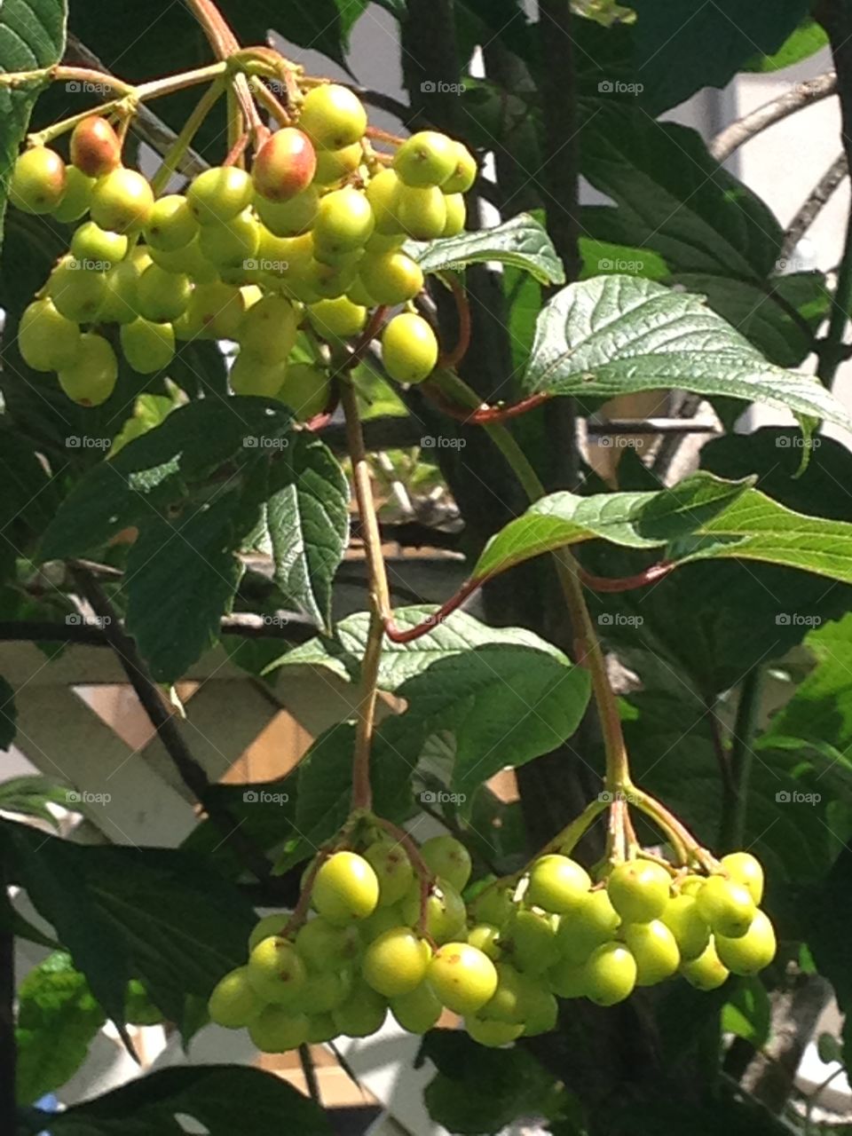 Fruits in trees