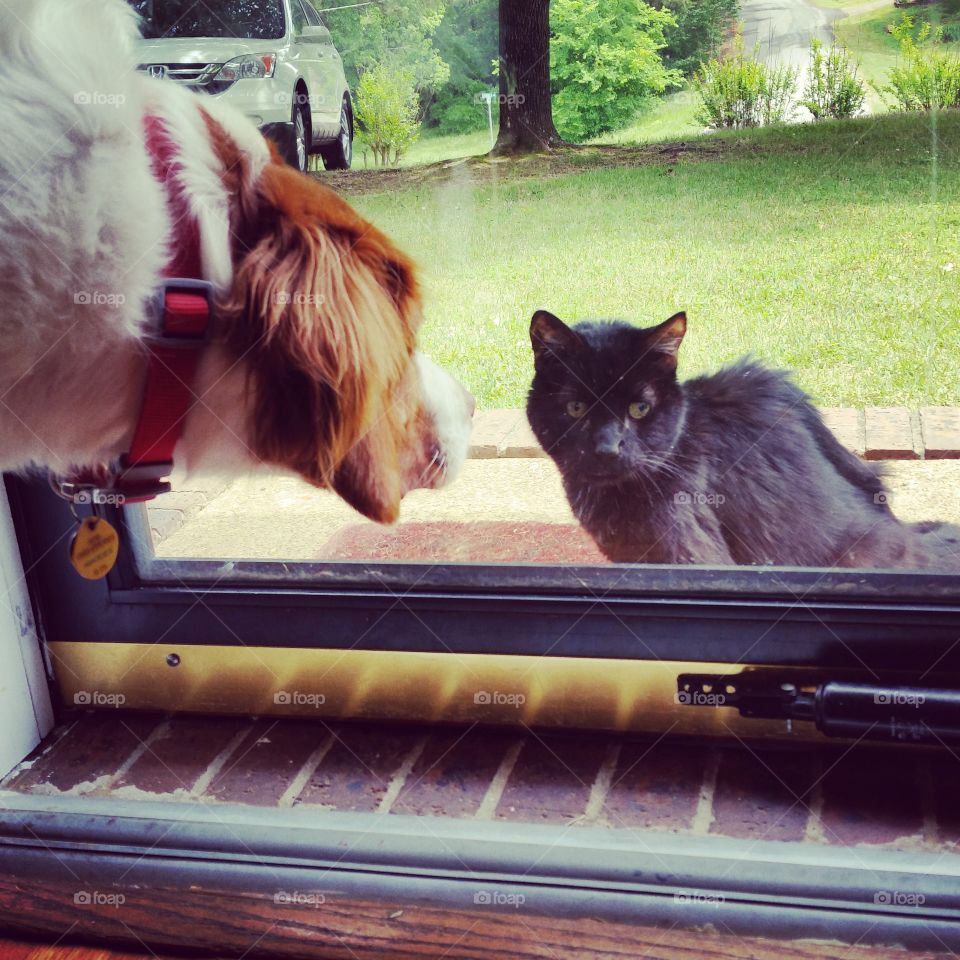 cats and dogs. this black cat walked up to my door and proceeded to terrorize my dog, by doing nothing
