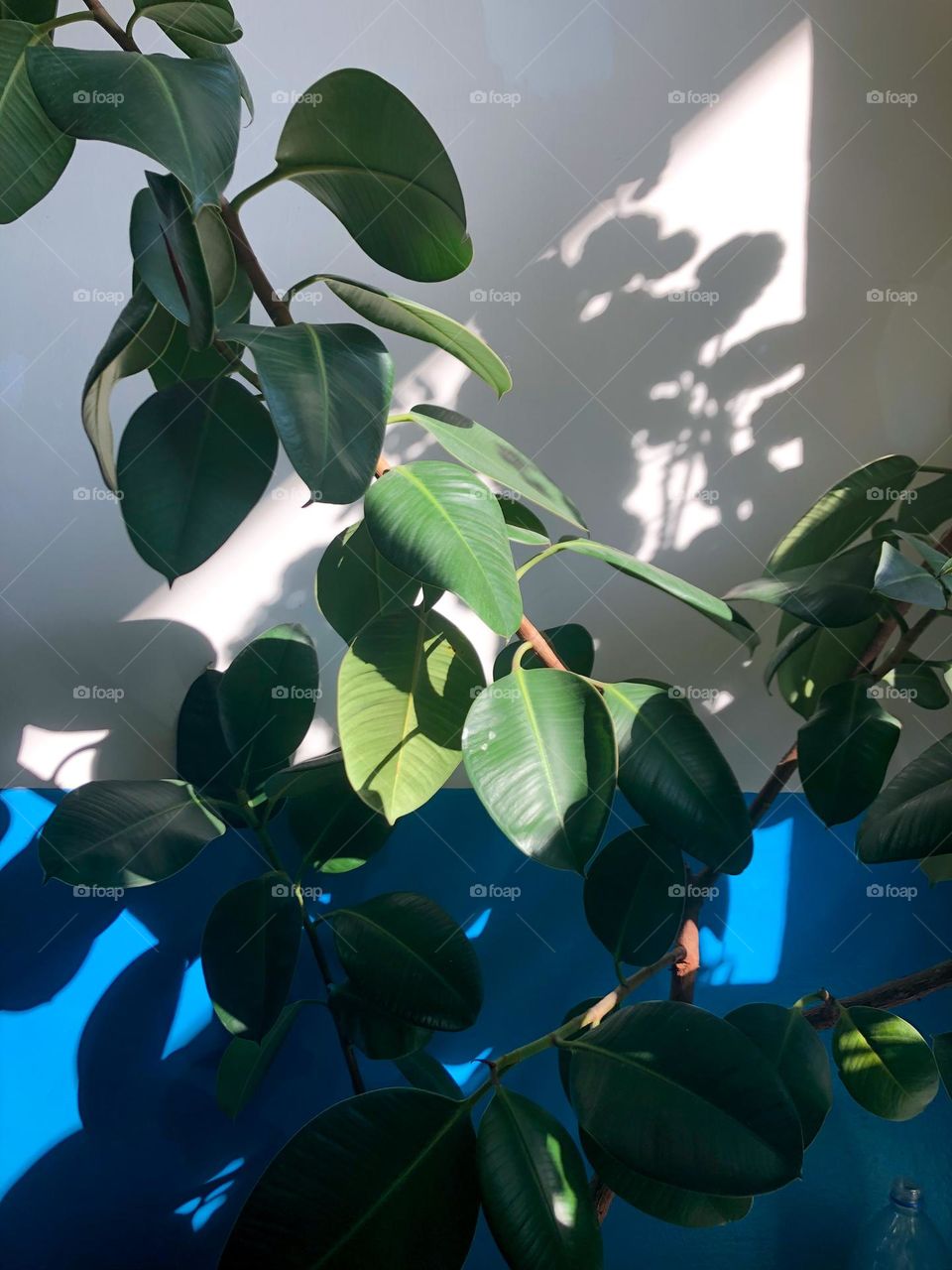 rubber plant and sunlight 