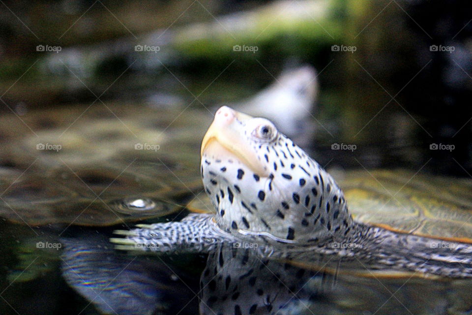 A white turtle with black dots coming up for air at the Newport Aquarium in Kentucky 