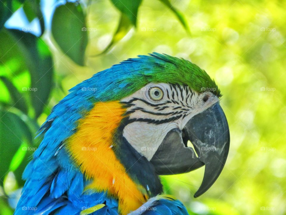 Blue And Green Parrot
