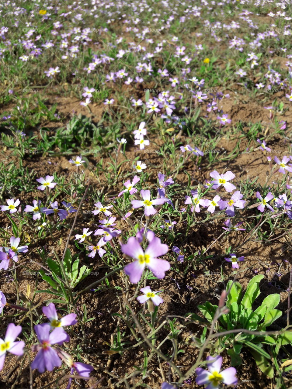 If you feel pessimistic, hope Rose