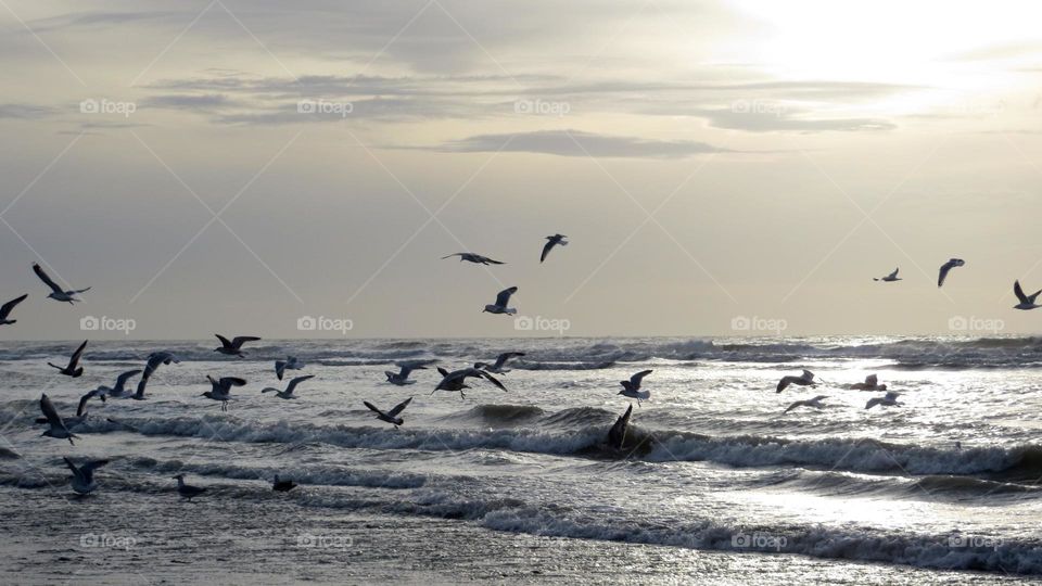 seagulls at sunset