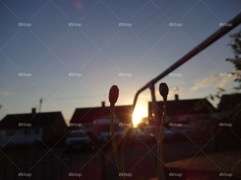 Illuminating sun rays behind houses