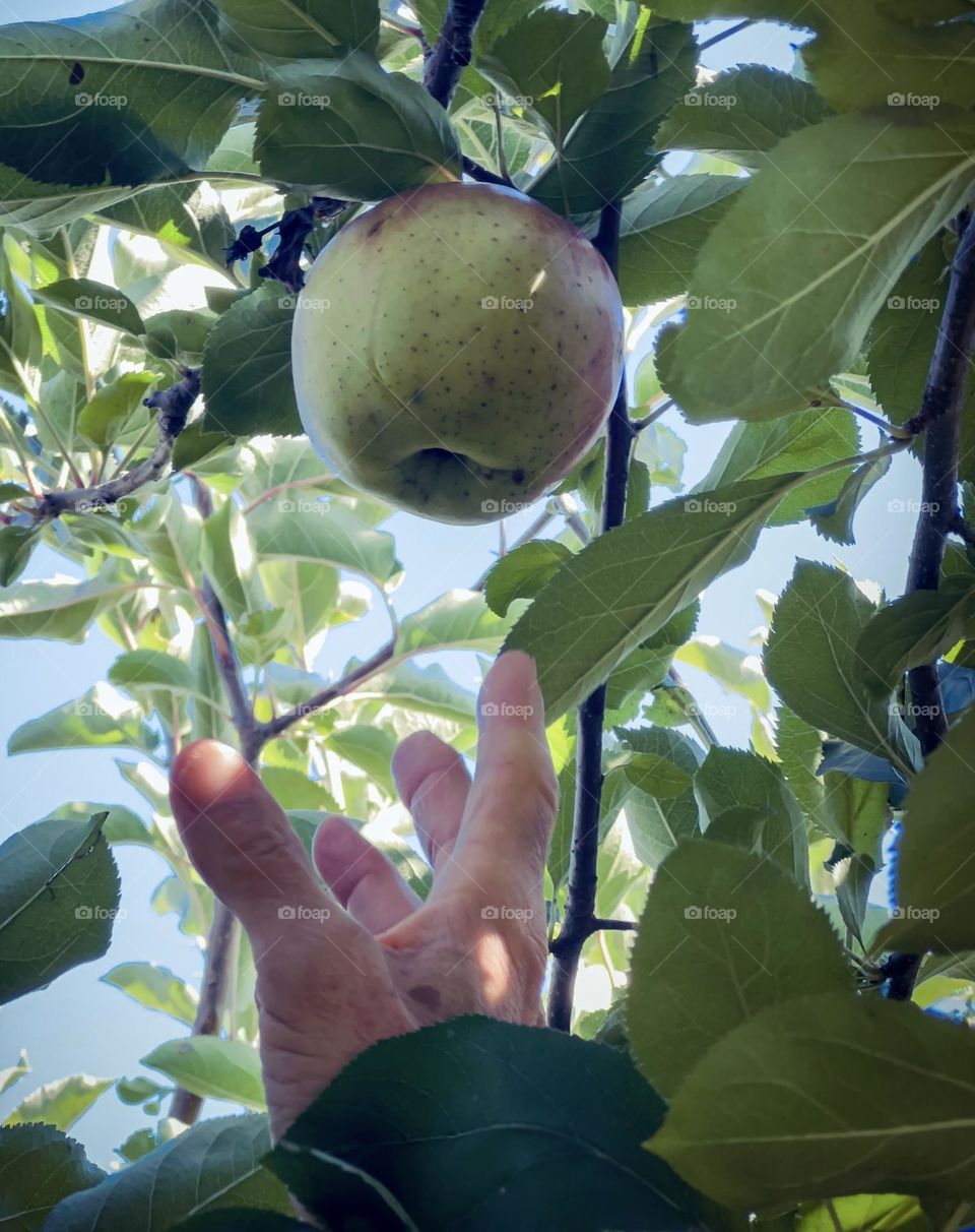 A person reaching to pick an apple 