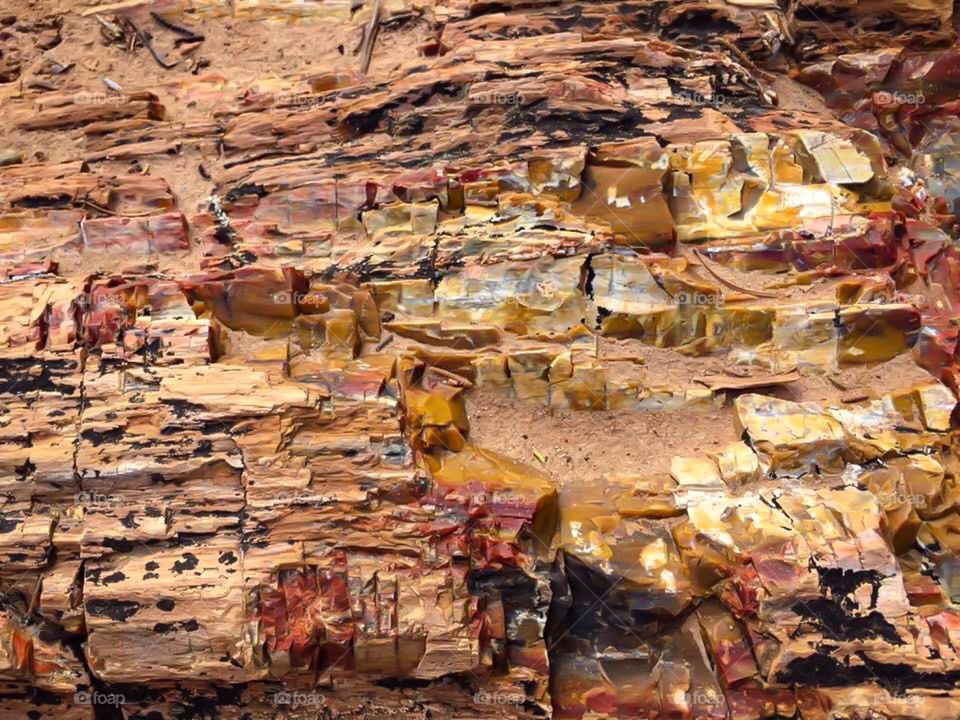 A scence from a petrified forest in the Southwest USA. 