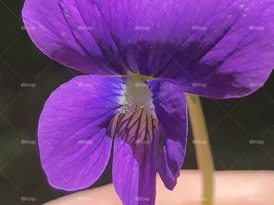 A pretty violet flower