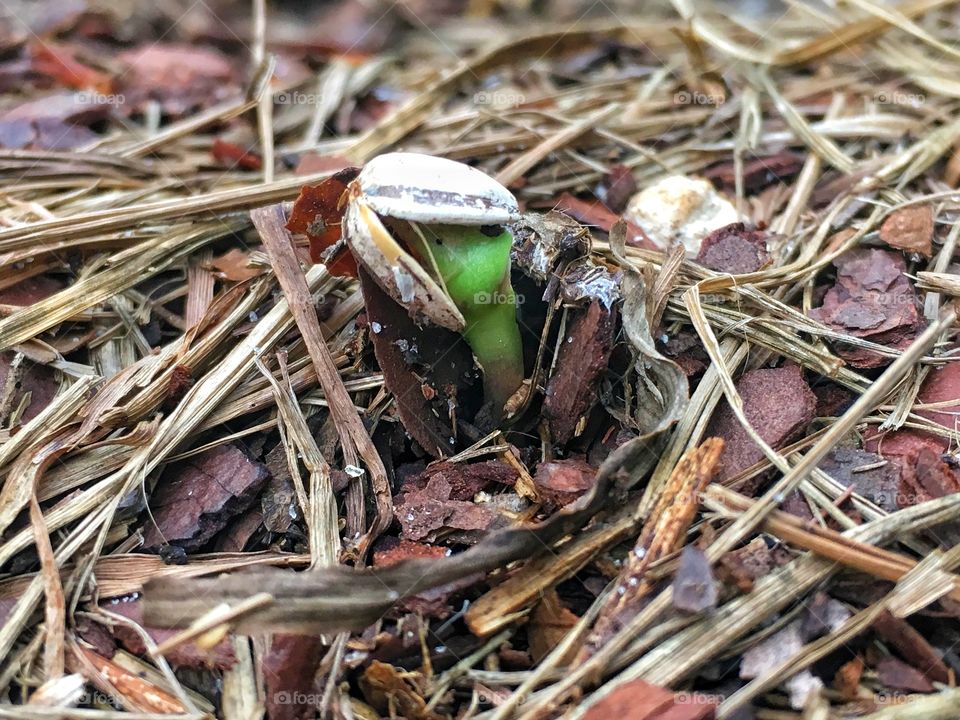 Sunflower sprout coming out of its shell