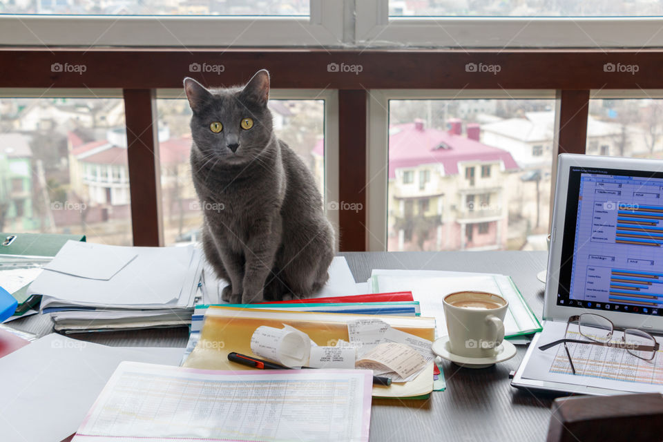 cat and messy desk