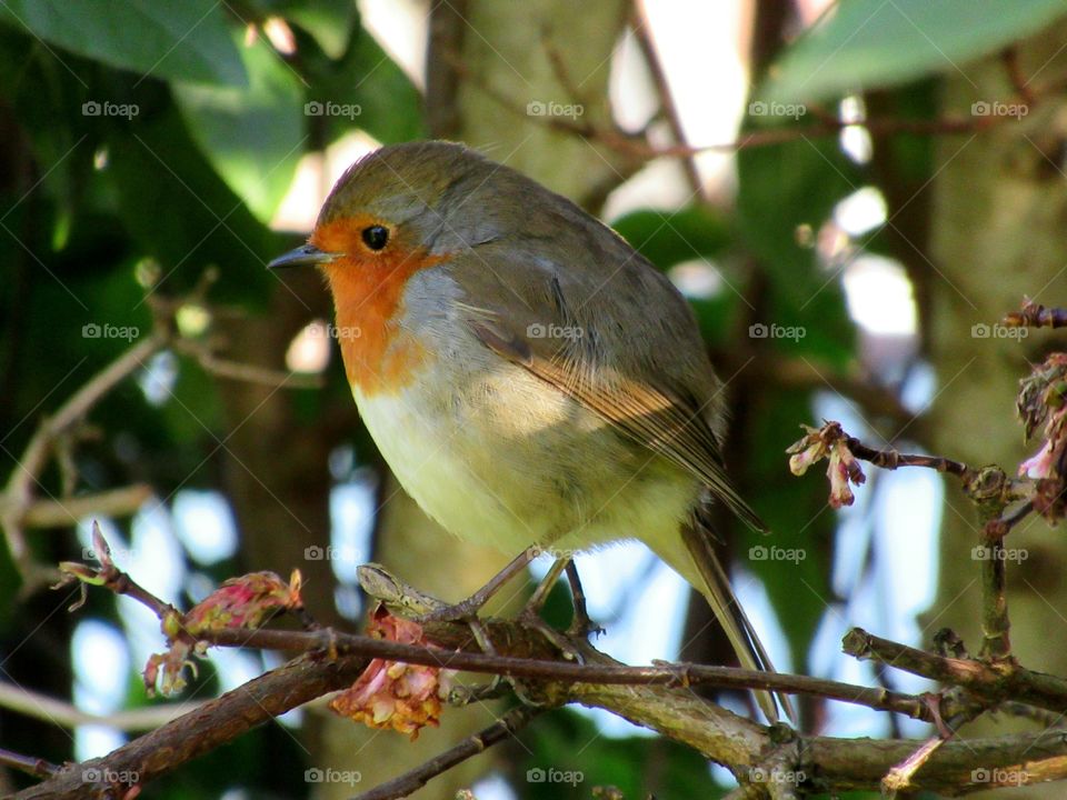 Robin perched on a branch