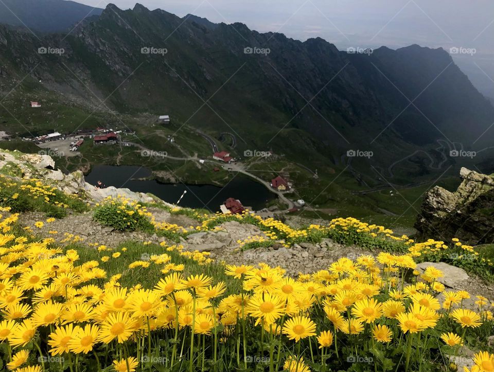 Mountain landscape and yellow flowers in foreground 