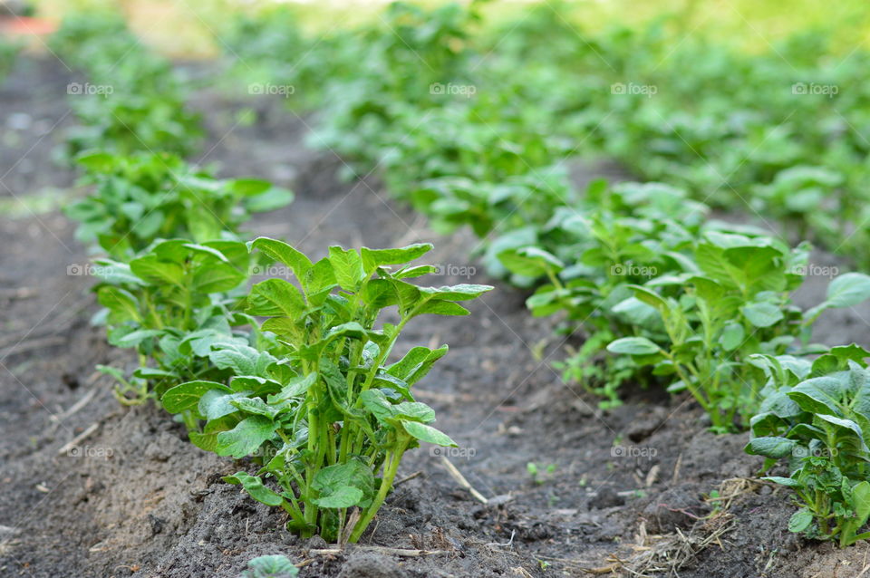 Rows of patatoes in the garden