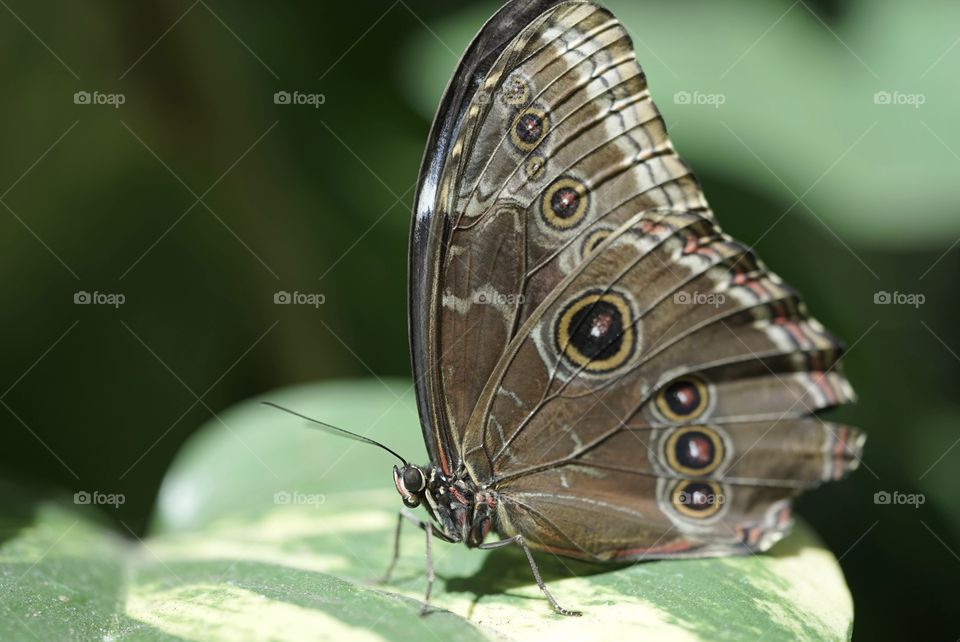 Butterfly Close-Up