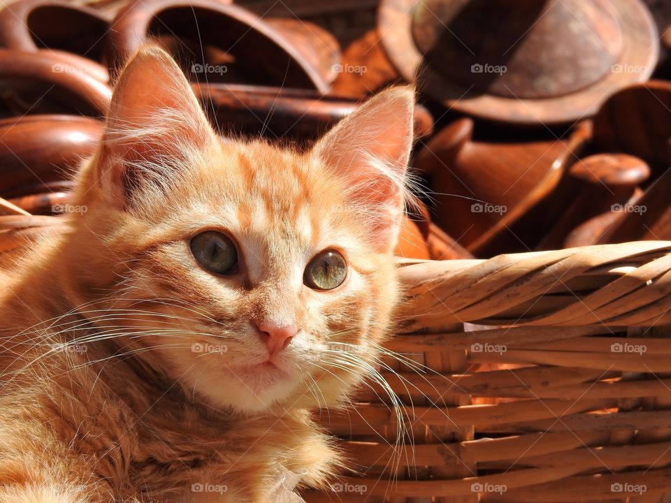 Kitten close-up