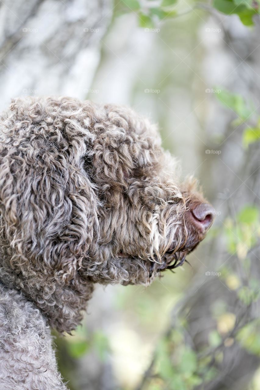Lagotto Romagnolo truffle hunting season animals photography macro microcosmos super friendly