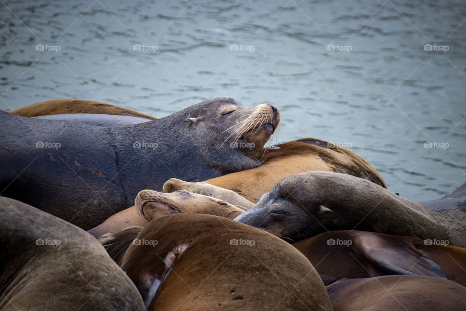 Beautiful seals basking lying in the sun