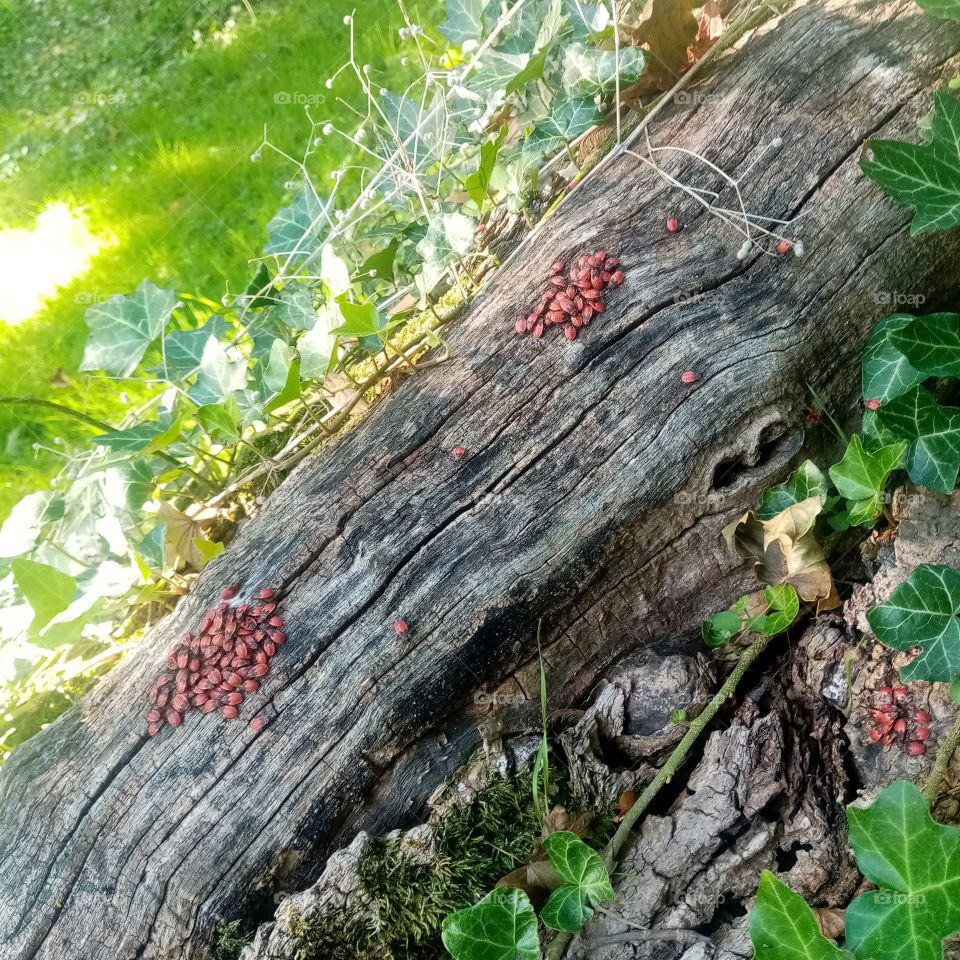 True Nature, no Filters