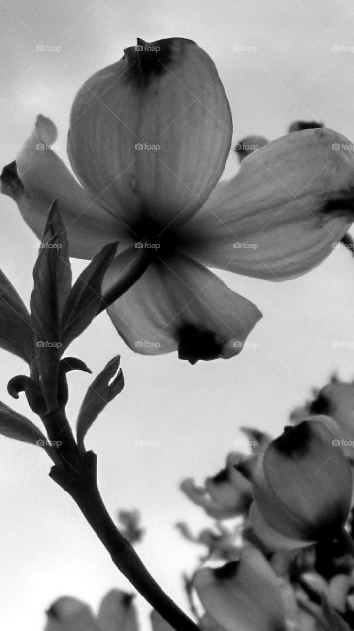 Flower, Monochrome, No Person, Garden, Flora