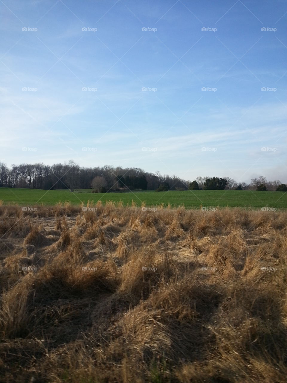 fields of green. fields of green