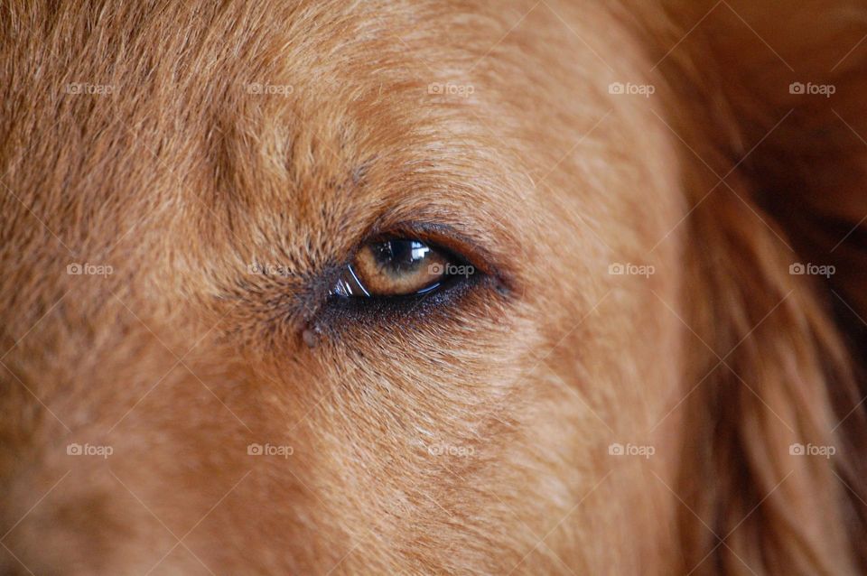 Close-up of brown dog eye