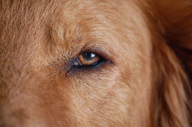 Close-up of brown dog eye