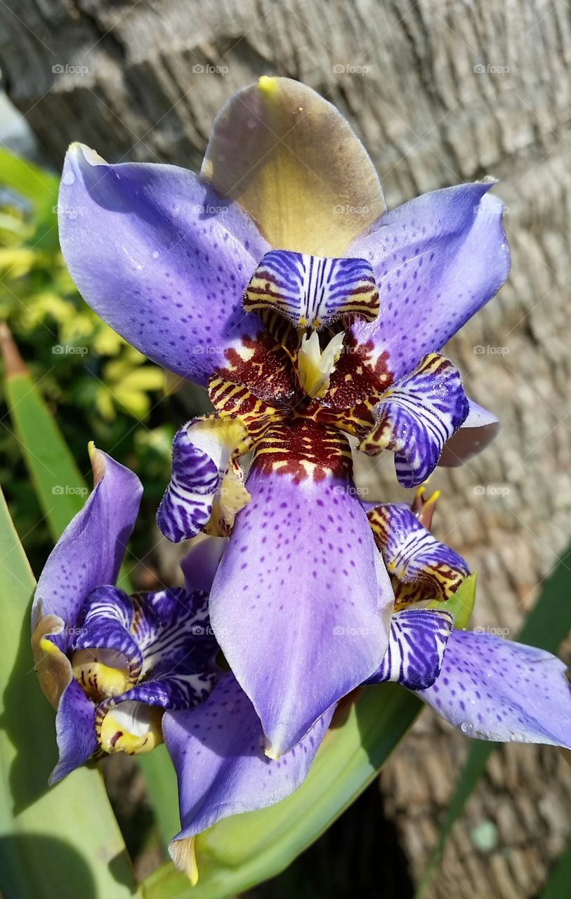 Purple Haze. My brother and his wife grow these orchids that bloom only once a year.