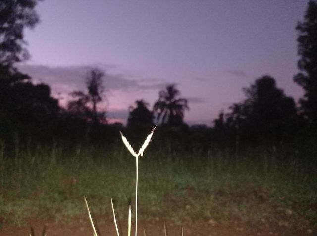 nature