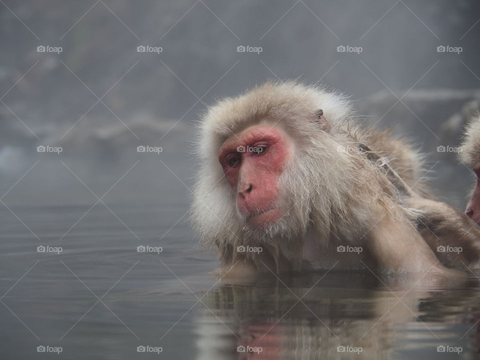 Snow Monkey