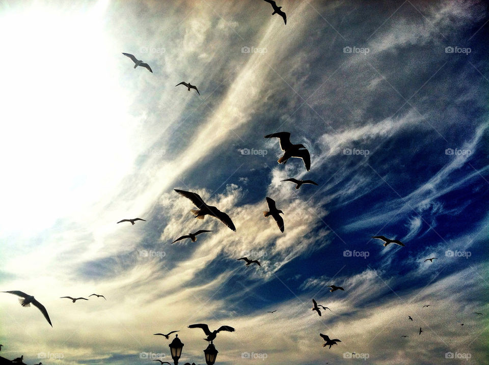sky birds sea fly by oaslani