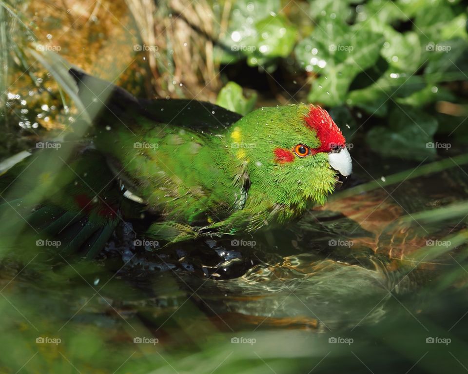 Beautiful colorful kakariki parakeet