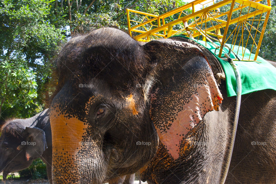 THE ELEPHANT AT NOON NOOK GARDEN PATTAYA THAILAND