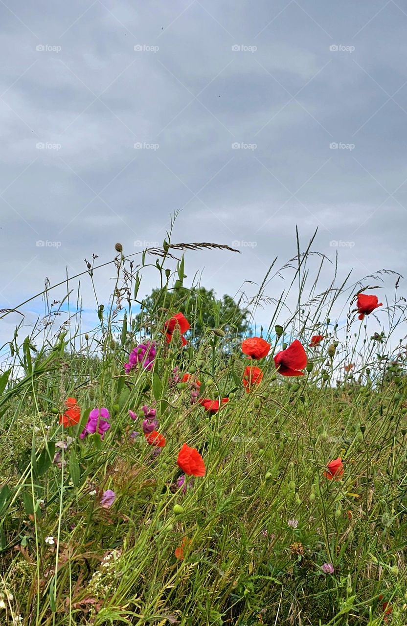 coquelicots in Senlis